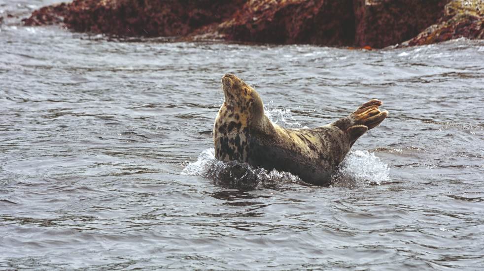 Seal in Devon